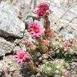 Blütenfoto Sempervivum arachnoideum