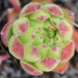 Blätterfoto Sempervivum montanum