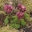 Habitusfoto Sempervivum montanum