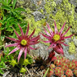 Portraitfoto Sempervivum montanum