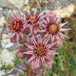 Portraitfoto Sempervivum tectorum