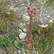 Habitusfoto Sempervivum tectorum