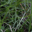 Blätterfoto Senecio abrotanifolius