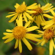 Portraitfoto Senecio alpinus