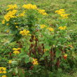 Habitusfoto Senecio alpinus