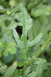 Blätterfoto Senecio aquaticus