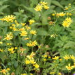 Habitusfoto Senecio aquaticus