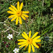 Portraitfoto Senecio doronicum