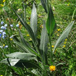 Blätterfoto Senecio doronicum