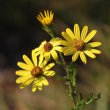 Portraitfoto Senecio erucifolius