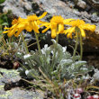 Habitusfoto Senecio halleri