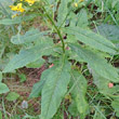 Blätterfoto Senecio hercynicus