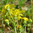 Fruchtfoto Senecio inaequidens