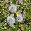 Foto von Besonderheit Senecio inaequidens