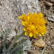 Portraitfoto Senecio incanus