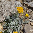 Habitusfoto Senecio incanus