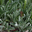 Blätterfoto Senecio incanus subsp. carniolicus