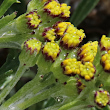 Foto Kelch Senecio incanus subsp. carniolicus