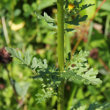 Blätterfoto Senecio jacobaea