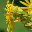 Blütenfoto Senecio jacobaea