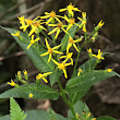 Blütenfoto Senecio ovatus