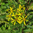 Portraitfoto Senecio ovatus