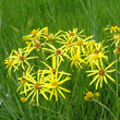 Blütenfoto Senecio paludosus