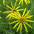 Portraitfoto Senecio paludosus