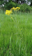 Habitusfoto Senecio paludosus