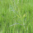 Blätterfoto Senecio paludosus