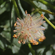 Fruchtfoto Senecio rupestris