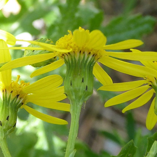 Blütenfoto Senecio rupestris