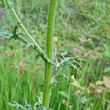 Stängel-/Stammfoto Senecio sylvaticus