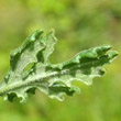 Foto von Besonderheit Senecio sylvaticus