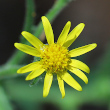 Portraitfoto Senecio viscosus