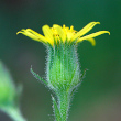 Foto Kelch Senecio viscosus