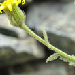 Foto von Besonderheit Senecio viscosus