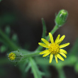 Blütenfoto Senecio viscosus