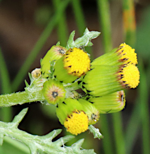 Portraitfoto Senecio vulgaris