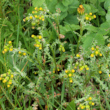 Habitusfoto Senecio vulgaris