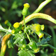 Blütenfoto Senecio vulgaris