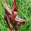 Blütenfoto Serapias vomeracea
