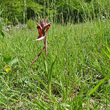 Habitusfoto Serapias vomeracea