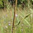 Stängel-/Stammfoto Serratula tinctoria