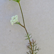 Stängel-/Stammfoto Seseli annuum