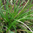 Blätterfoto Sesleria caerulea