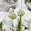 Portraitfoto Sesleria sphaerocephala