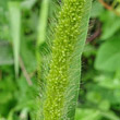 Portraitfoto Setaria viridis