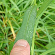 Foto von Besonderheit Setaria viridis