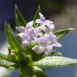 Portraitfoto Sherardia arvensis